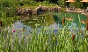 Natural Cat Food Best Prices Unleash Feline Wellness