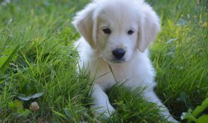 Best smart video doorbells 2025 Revolutionizing Home Security