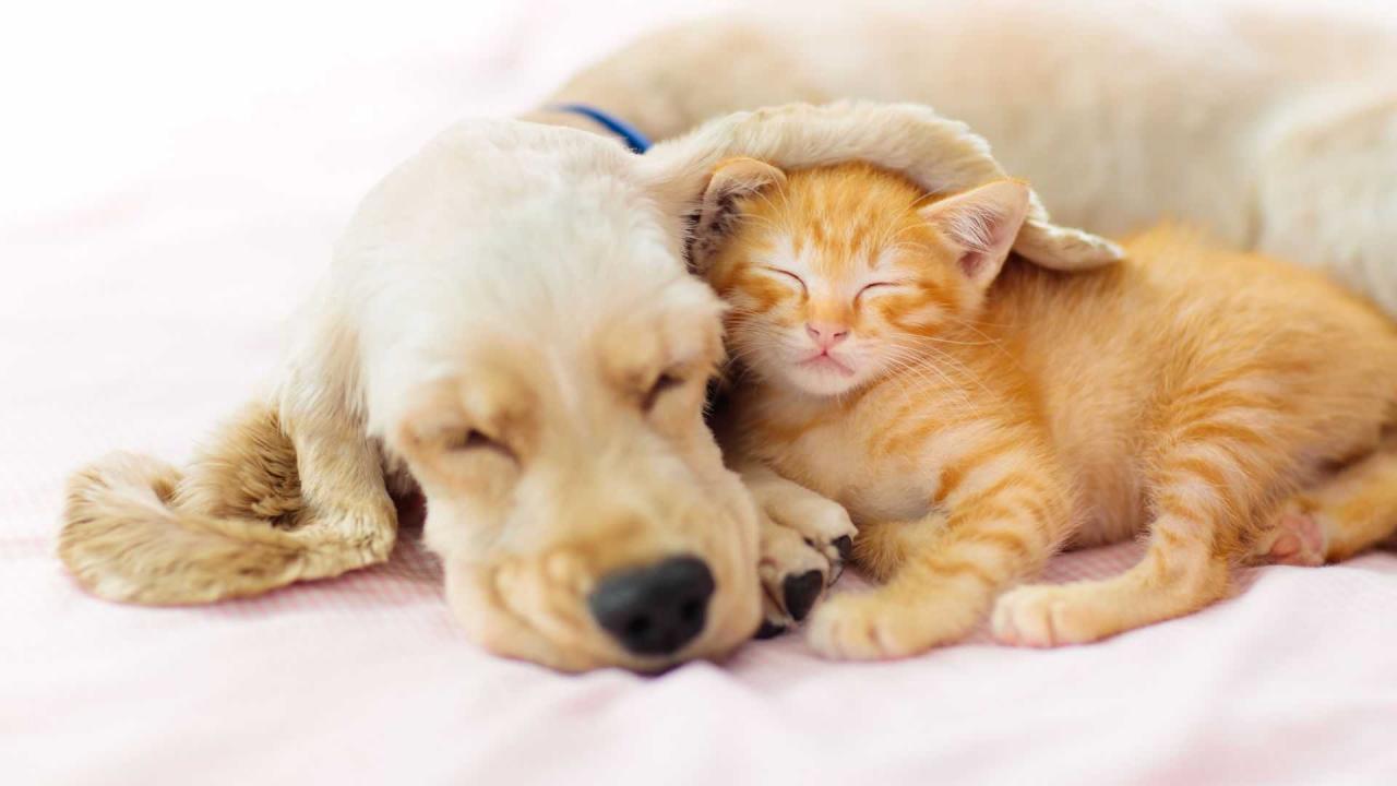 Ethical Pet Care - Fair Prices | Highgate Vet Clinic London Pet Dental Care Products Sale