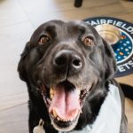 Fairfield Pet Friendly Hotels For You And Your Pets