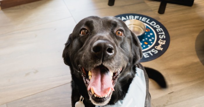 ‘Pawsitively’ perfect: Pet-friendly hotels welcome attendees and furry ... Fairfield pet friendly hotels