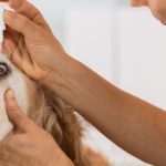 Pet Vet Pharmacy Your Pets Health in Trusted Hands