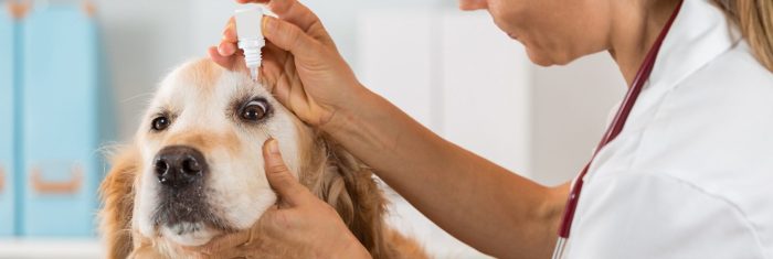 Pet Pharmacy New York, NY – Greenwich Village Animal Hospital Pet vet pharmacy