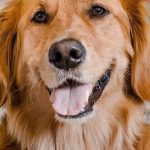 Healthy pet treats for a happier healthier companion