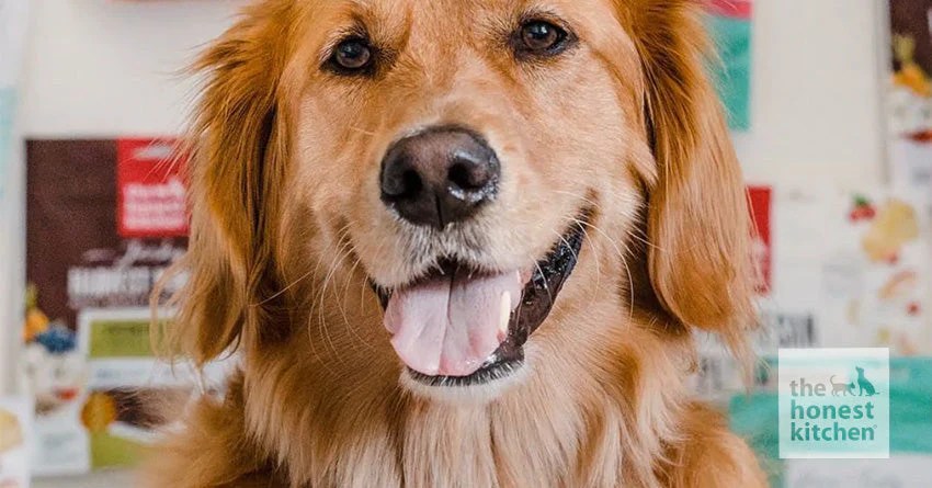 Top 5 Best Organic Dog Treats in 2017 (USDA Organic Certified) Healthy pet treats