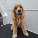 Mobile Pet Grooming Mckinney Tx For Your Convenience