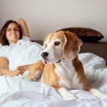 Pet Friendly Hotels Near Pdx For Your Next Adventure