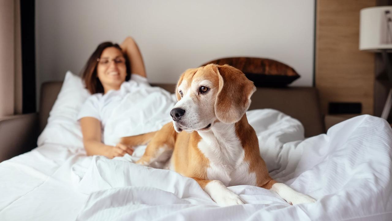 11 Great Pet Friendly Hotels Pet friendly hotels near pdx