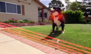 Invisible pet fence reviews a comprehensive guide