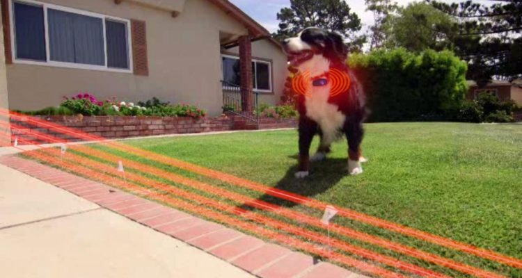 Invisible pet fence reviews a comprehensive guide